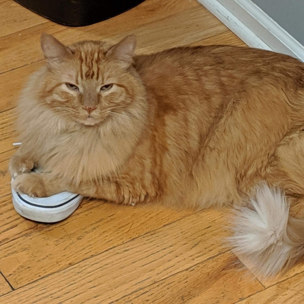 Meet your Posher, Eila